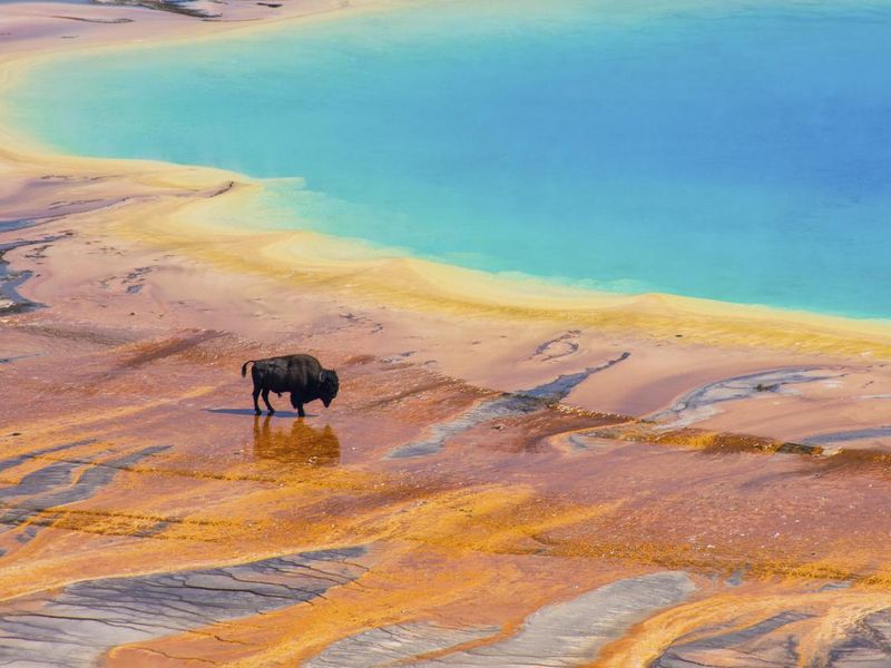 Bison and Grand Prismatic Spring Yellowstone
