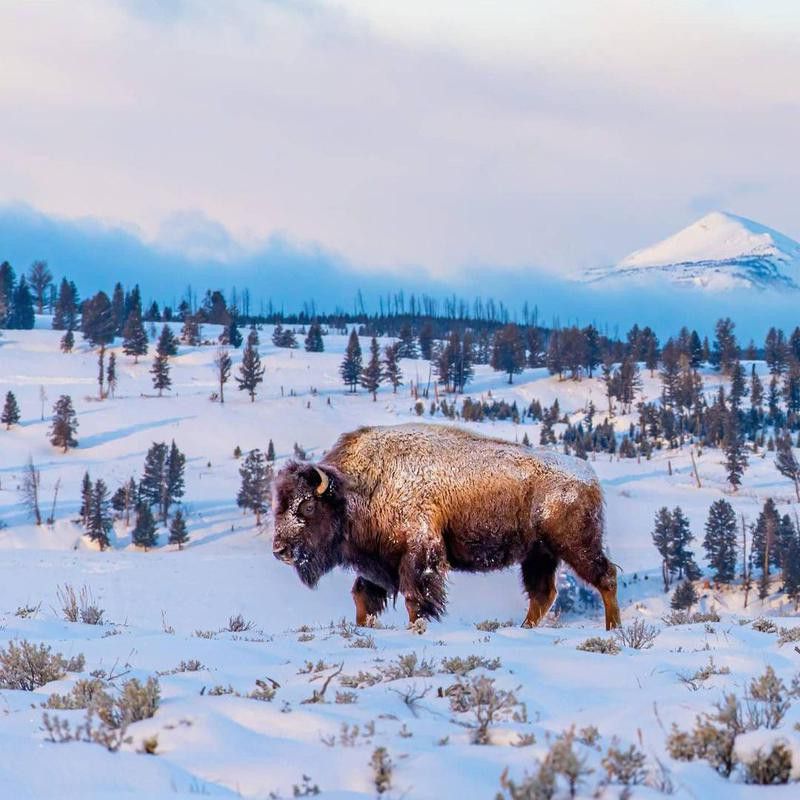 Bison at Yellowstone National Park in winter
