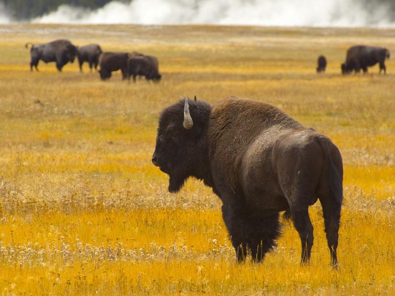 Bison of Wyoming in Yellowstone