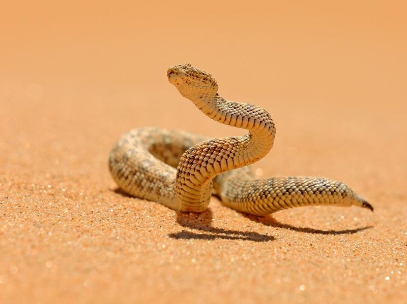 Bitis peringueyi, PÃ©ringuey's Adder, poison snake from Namibia sand desert. Small viper in the nature habitat, Namib-Naukluft Park in Africa. Wildlife scene from nature, reptile behaviour, sunny day.