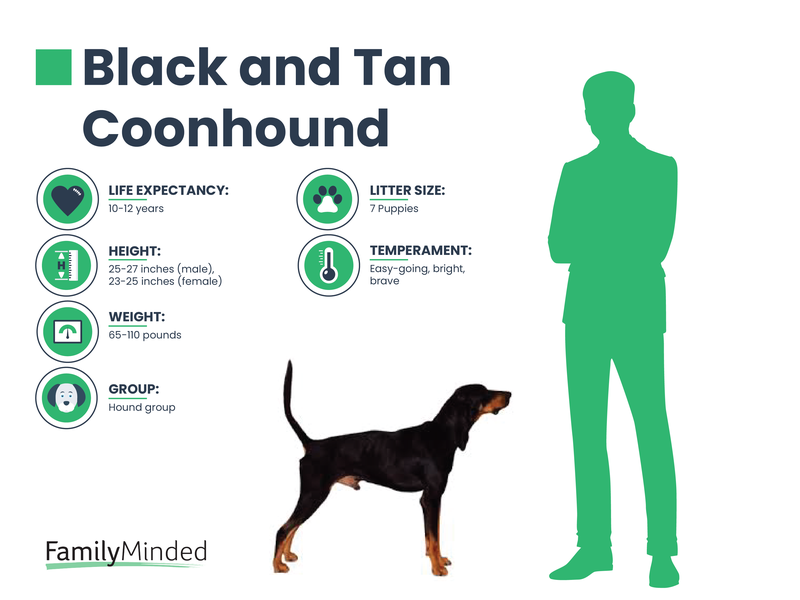 Black and Tan Coonhound breed