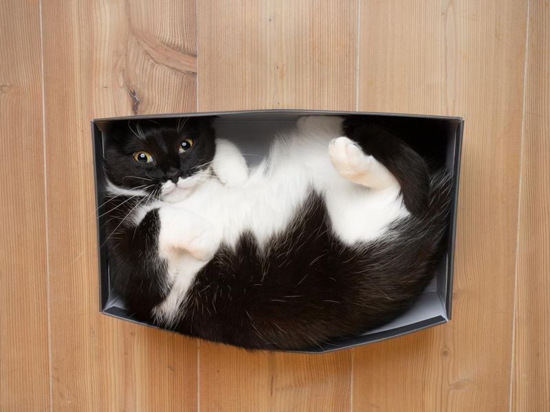 Black and white cat resting in small shoe box