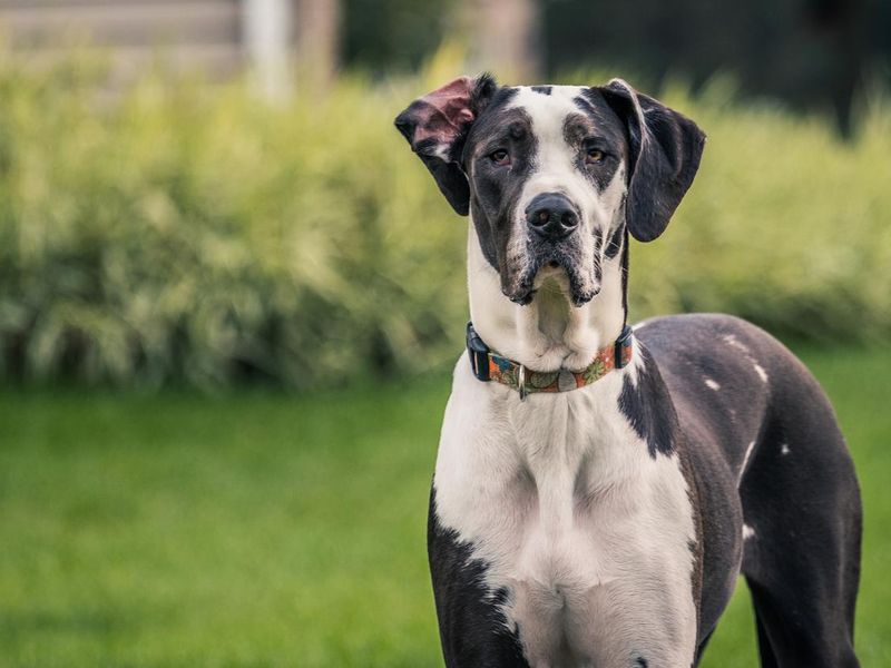 Black and white Great Dane