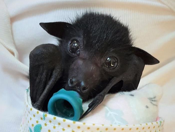 Black baby bat with a pacifier