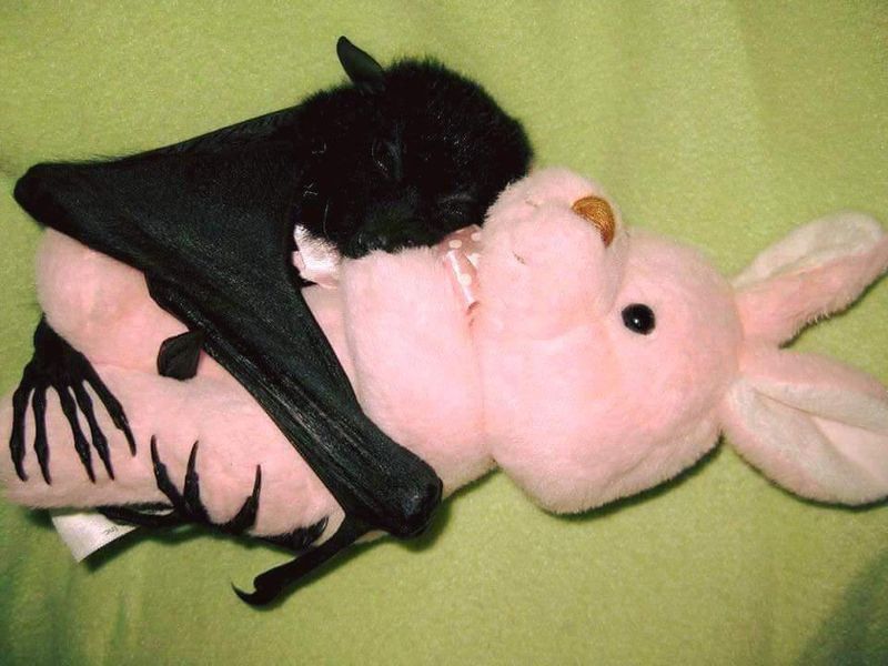 Black bat hugging a bunny stuffed animal