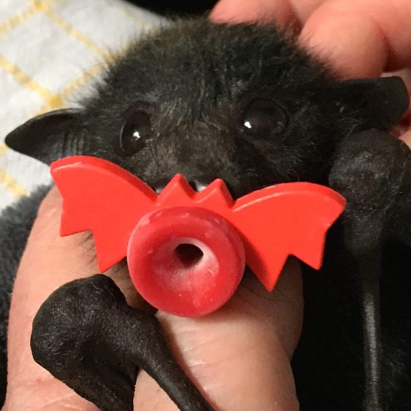 Black bat with a bat pacifier