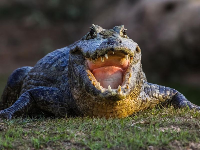 Black caiman cooling down with open mouth, Pantanal Wetlands