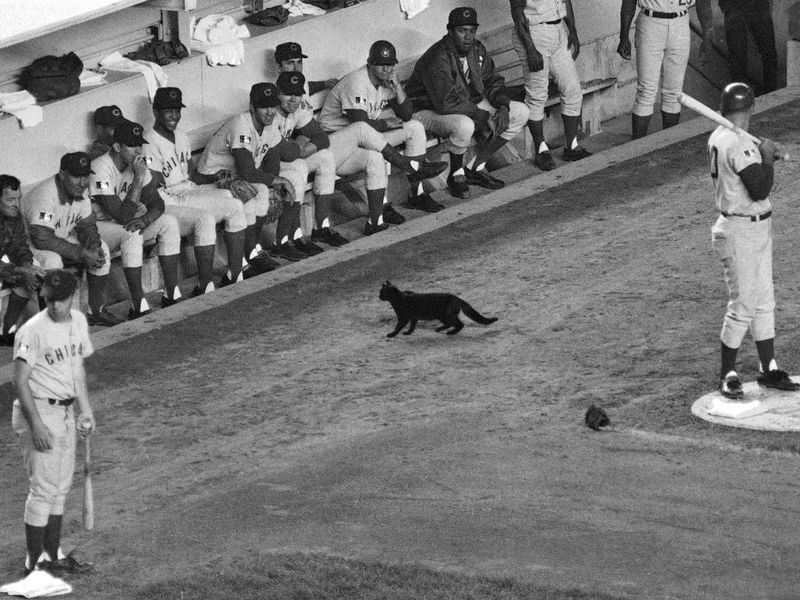 Black cat at a Chicago Cubs-New York Mets MLB baseball game in New York in 1969