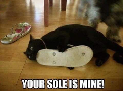 Black cat biting a shoe