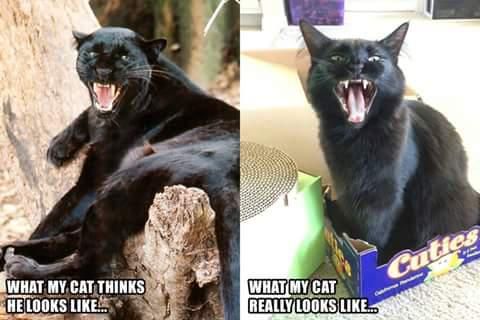 Black cat compared to a panther