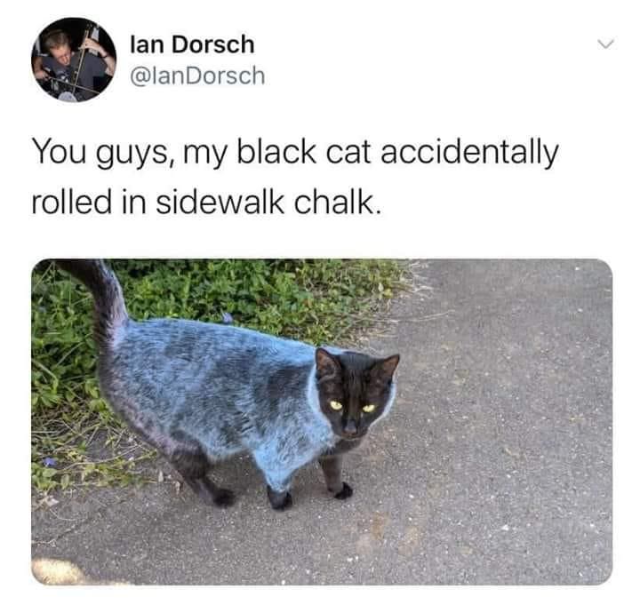 Black cat covered in chalk