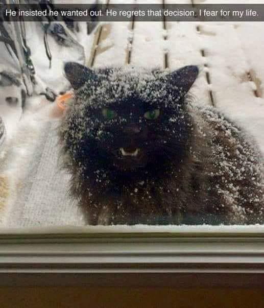 Black cat covered in snow