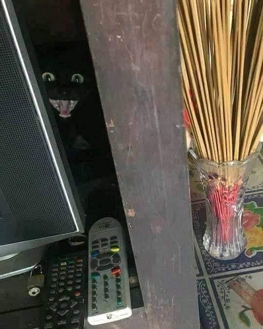 Black cat hiding behind TV