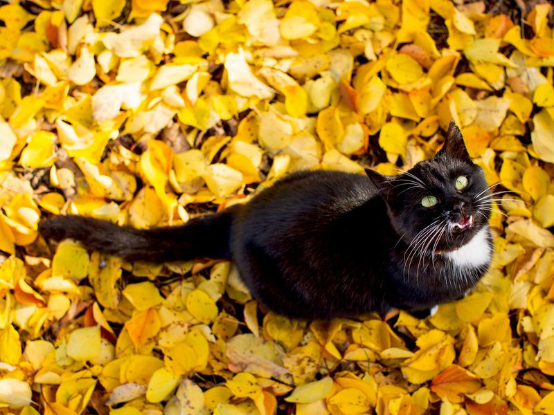 Black cat on yellow leaves