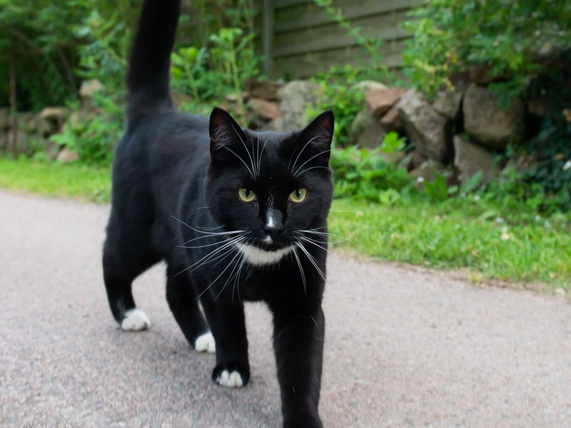 black cat path