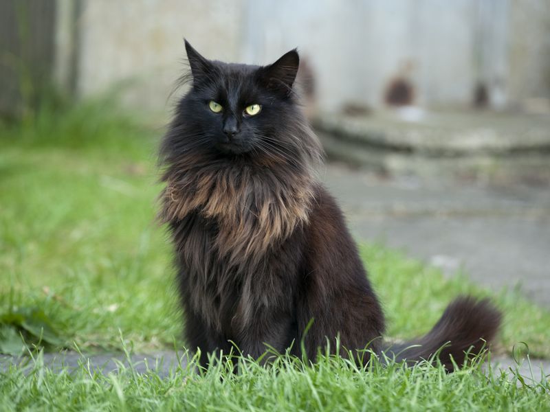 Black cat portrait in a garden
