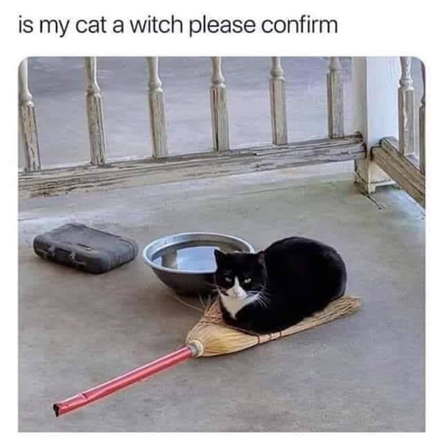 Black cat sitting on a broom