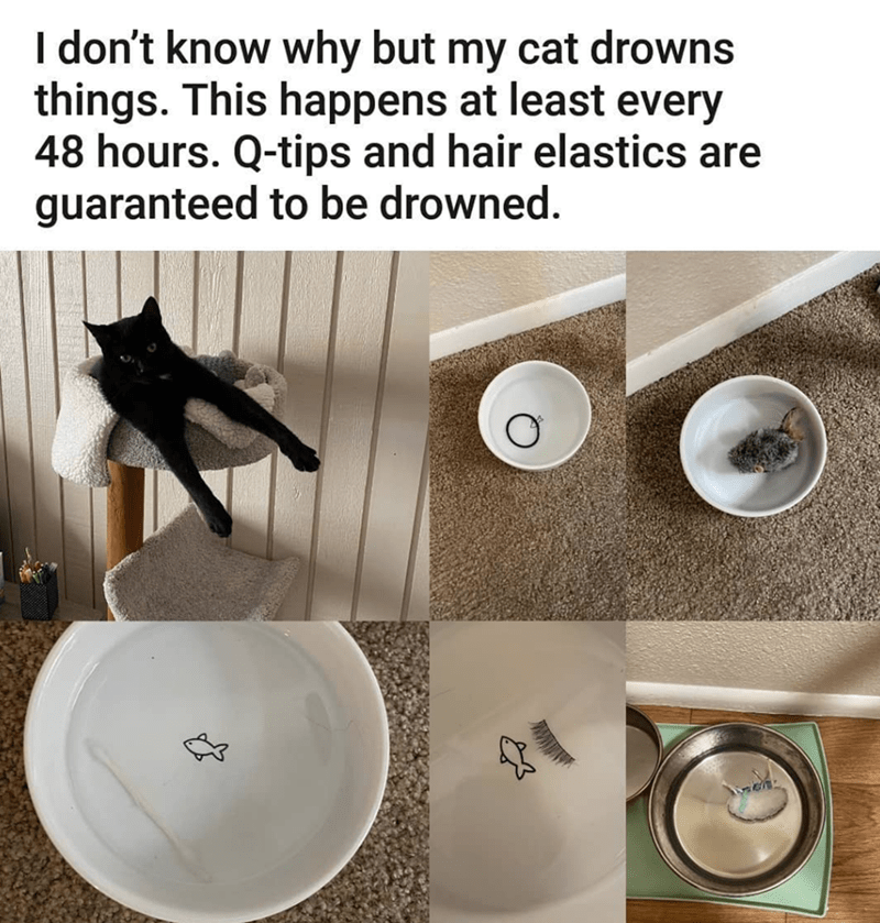 Black cat who likes to drown household items