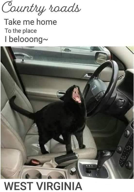 Black cat yawning in the car