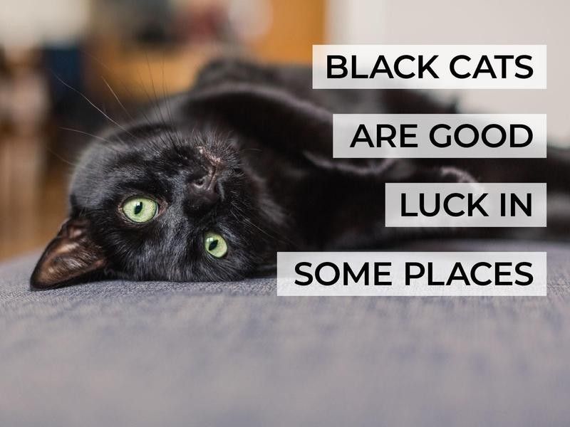 Black Cats Are Good Luck in Some Places