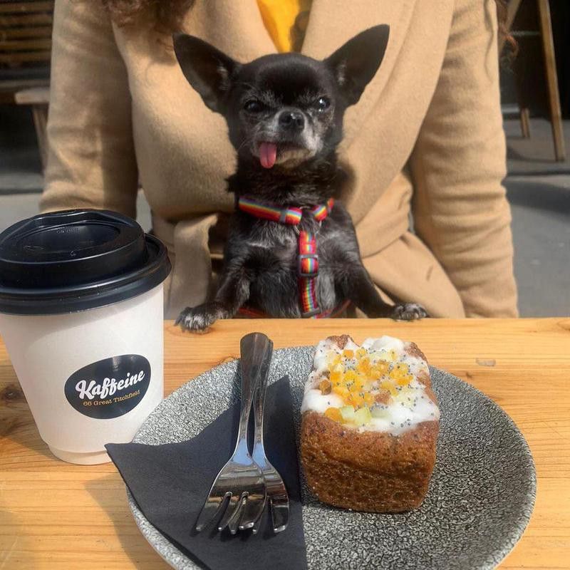 Black chihuahua with dessert