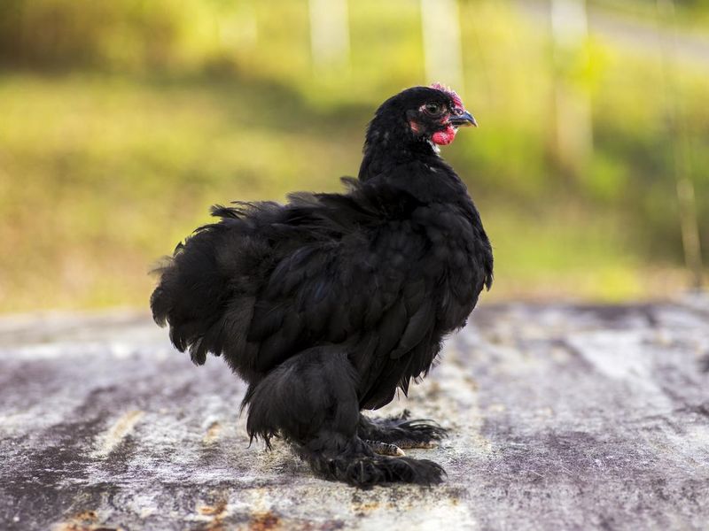 Black cochin rooster