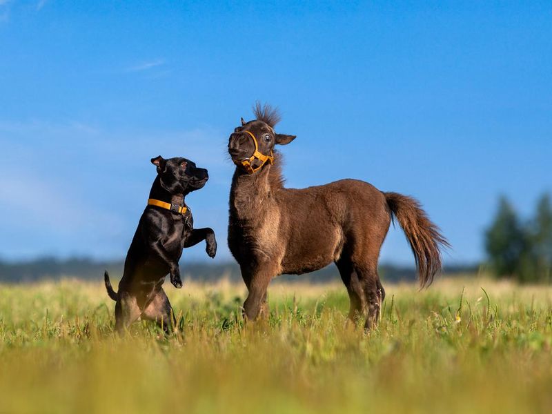 Black dog and brown foal playing outdoors on summer background.