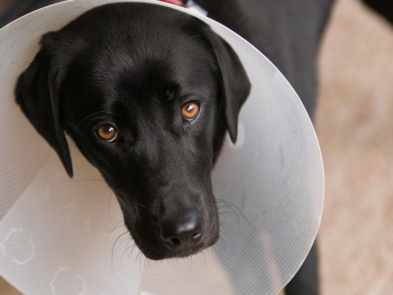 Black dog with collar after neuter operation