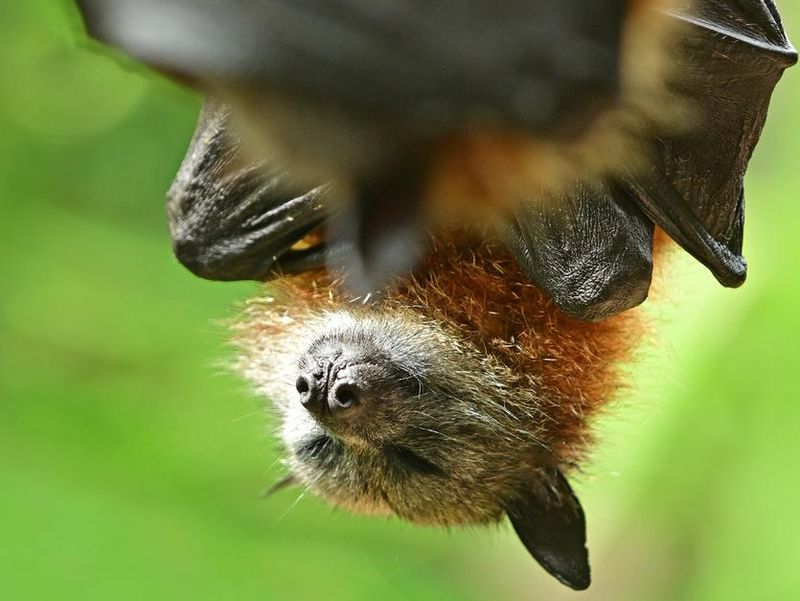 Black flying fox fruit bat