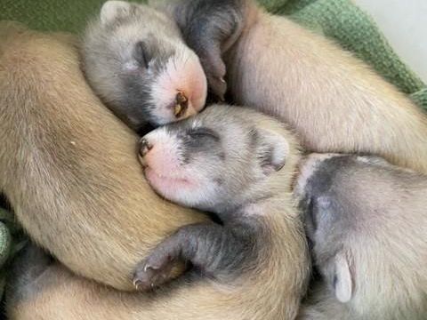 Black-footed ferrets sleeping