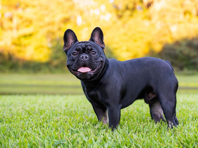 Black French bulldog standing on grass