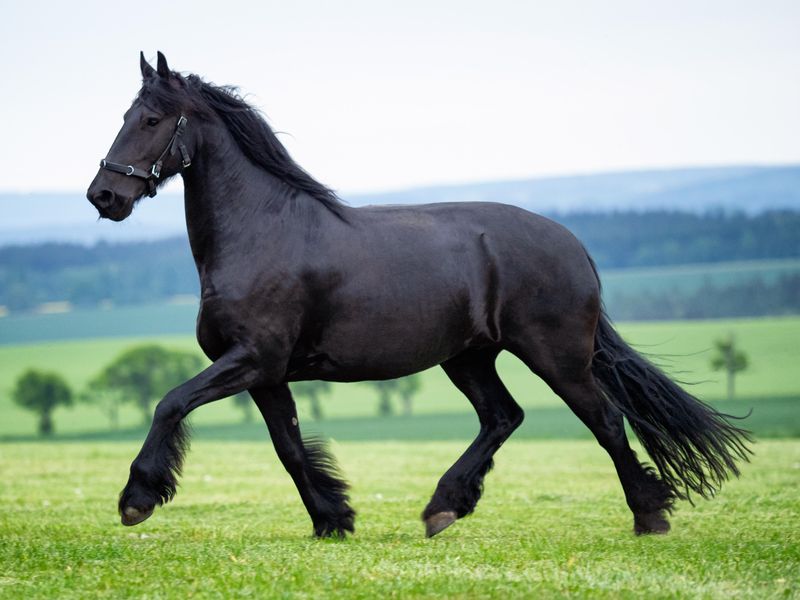Black Friesian horse running in field