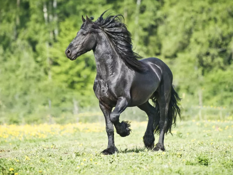 Black Friesian horse running
