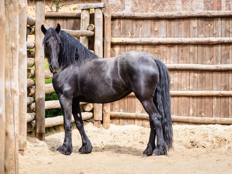black friesian horse stands inside a wooden corral