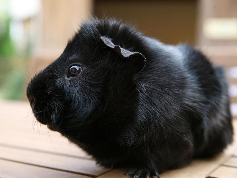 Black guinea pig