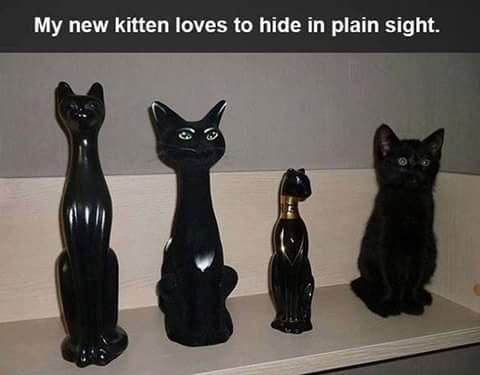 Black kitten posing with statues