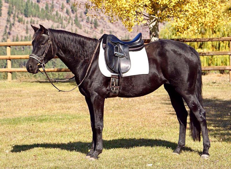 Black Morgan horse