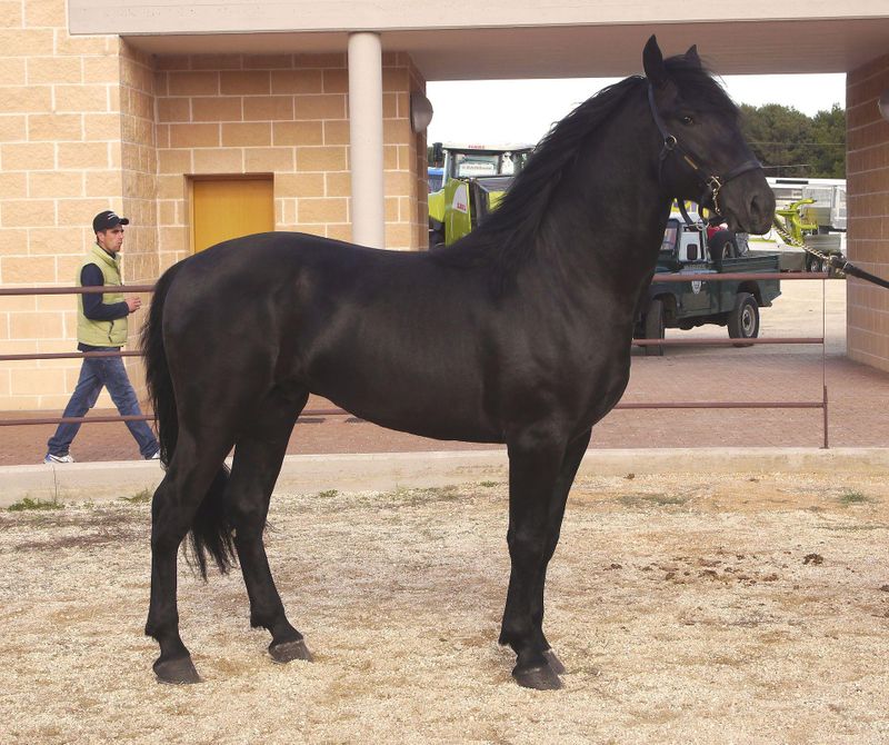 Black Murgese horse