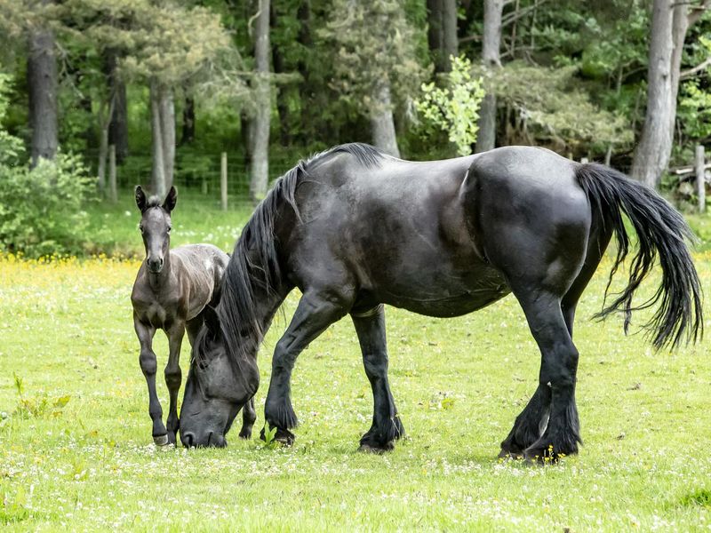 Black Percheron horse with foal