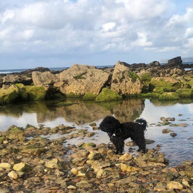 Black poodle on a rocky beach