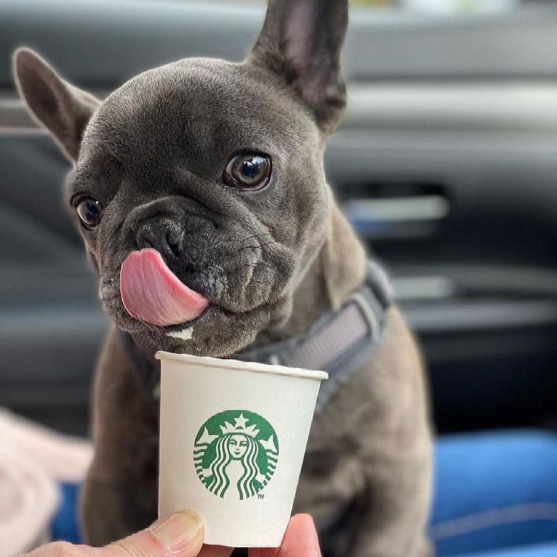 Black pug drinking Starbucks