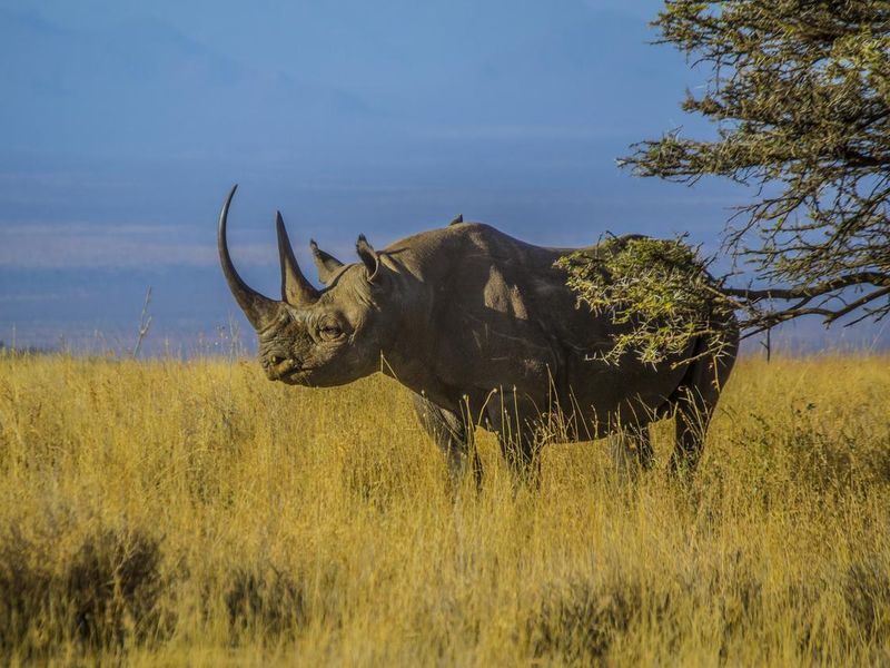 Black Rhino on dry African savanna grassland landscape