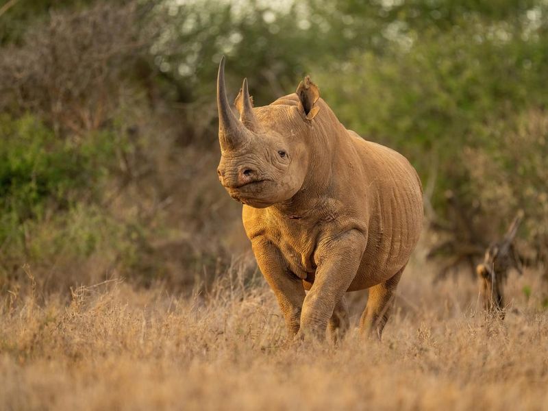 Black rhino stands watching camera in clearing