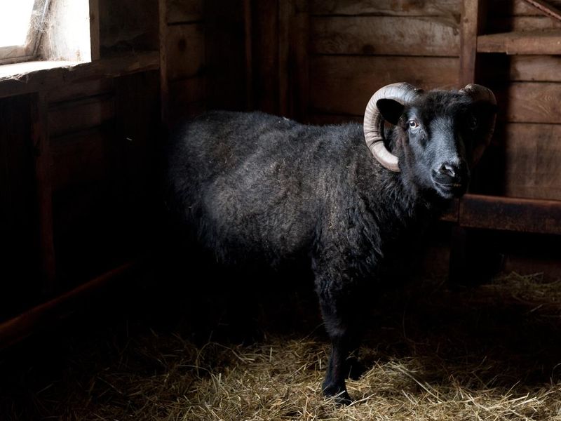 Black Shetland sheep with horns