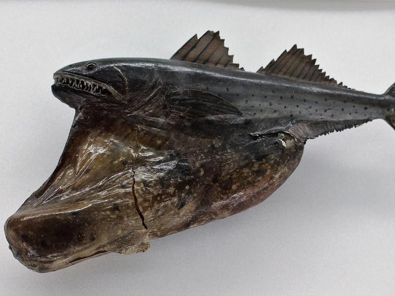 Black Swallower Scary Sea Creature