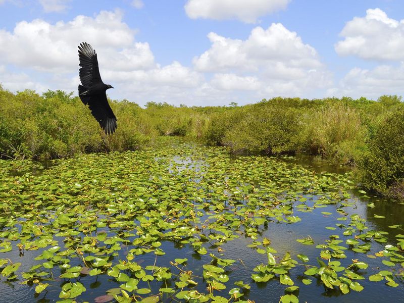 Black Vulture flying over the Everglades