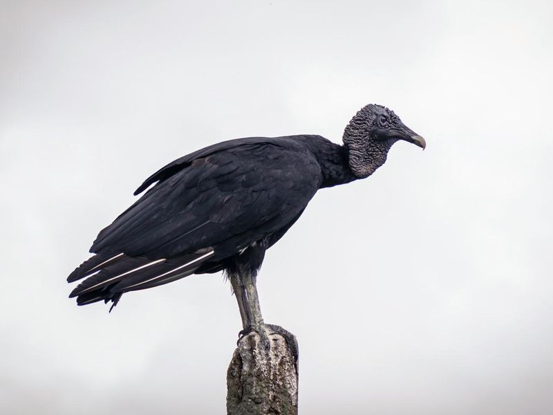 Black Vulture on perch