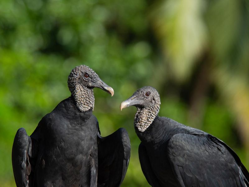 Black vulture pair