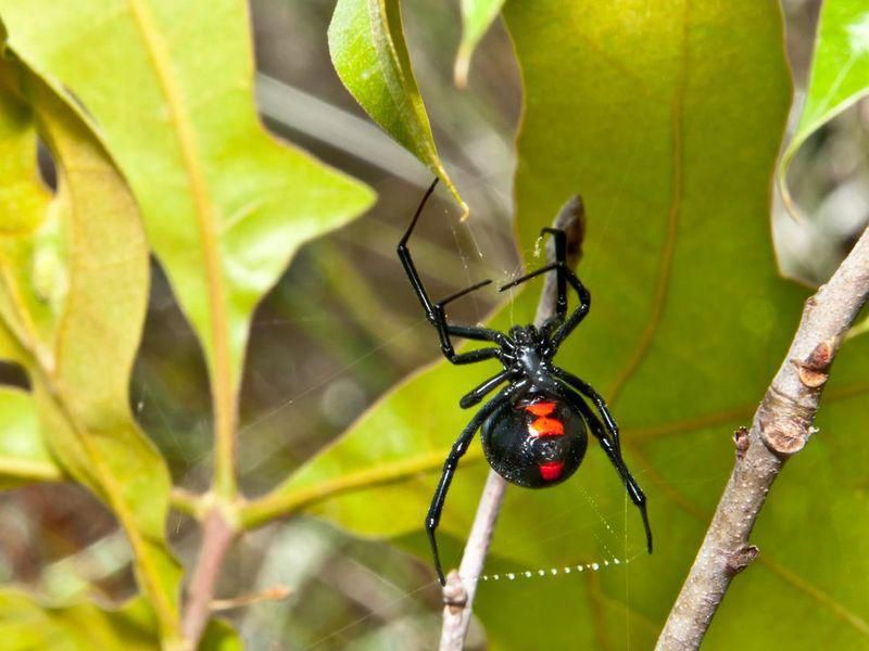 Black widow dangerous spider