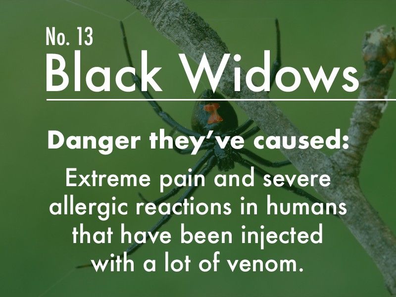 Black Widow dangers